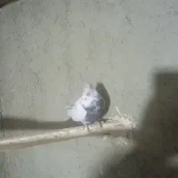 کفترپرشی قلمه