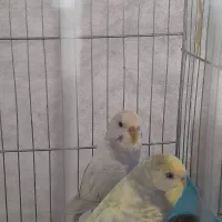 مرغ عشق رنگ خاص