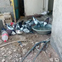 فروش همش سینه|پرنده|فسارود, |دیوار