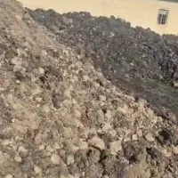 کودمرغی|خدمات باغبانی و درختکاری|نسیمشهر, |دیوار