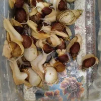 حلزون البینو|خزنده|گلبهار, شهر جدید گلبهار|دیوار