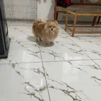 سگ پامرین|سگ|کرمانشاه, |دیوار