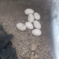 فروش دو عدد غاز