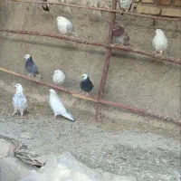 کبوتر|پرنده|جوادآباد, |دیوار