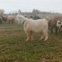 فروش بزغاله عشق بازی