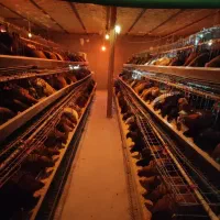 فروش مرغ و خروس محلی و گلپایگانی و لوازم مرغداری