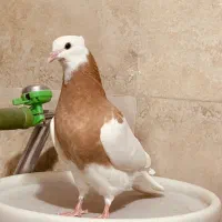 کبوتر جوجه طوقی پرتقالی