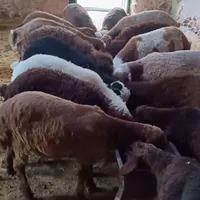 بره نر و ماده|حیوانات مزرعه|قوچان, |دیوار