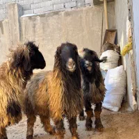 نرمیش قوچ بره