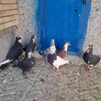 پلنگ رسمی طوقی