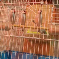 تعدادی قناری وفنچ