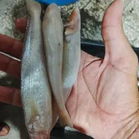 ماهی تازه