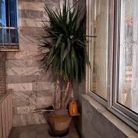 یوکا چندین‌ ساله و تعدادی گیاه و گلدان