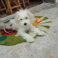 سگ شیتزو نژاد تریر|سگ|الوند, |دیوار