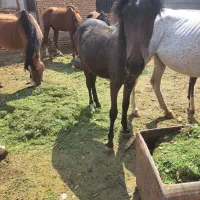 تعدادی اسب نر وماده به فروش میرسد