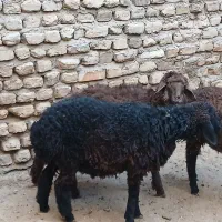 3 عدد بره ماده کردی قلم دار مقبول|حیوانات مزرعه|مشهد, قائم|دیوار