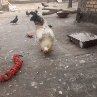 خروس ۴۰تاج سالم مرغ جمع کن