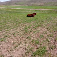 4راس گاو گوساله سیمینتال اصل