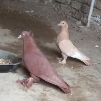 کبوتر راعبی