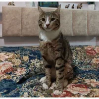 گربه گمشده پلنگی ماده ۳ ساله