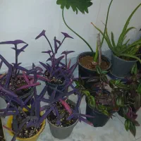 فروشی|ماهی|شاهرود, |دیوار