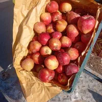 سیب درختی زرد و قرمز|خوردنی و آشامیدنی|باوله, |دیوار