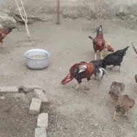 مرغ و خروس لاری