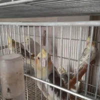 ۲جفت عروس هلندی باجوجه جفت گرینچیک مولد|پرنده|گلستان (تهران), |دیوار