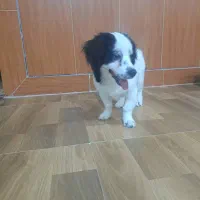 ایم سگ دیروز درعلی اباد گچی گم شده یانده مژدگانی|سگ|شهرضا, |دیوار