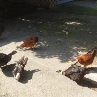 فروش اردک اسرائیلی و مرغ تخم گذار