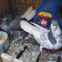 کبوتر رنگ