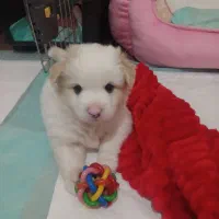 مالتیز عروسکی