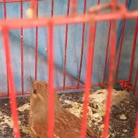 سهره|پرنده|اسفرورین, |دیوار