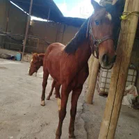 اسب|اسب و تجهیزات اسب‌سواری|لالجین, |دیوار