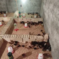جوجه محلی