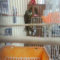 گلبسر نر|پرنده|تهران, مشیریه|دیوار