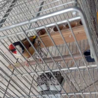 سهره مست مست