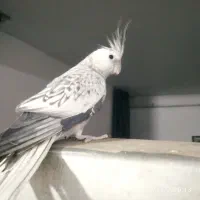 عروس هلندی|پرنده|تربت جام, فاز ۱ فرهنگیان|دیوار