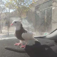 کبوتر طوقی. طوقی سرخ