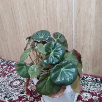 گل های زیبا|گل و گیاه طبیعی|بانه, |دیوار