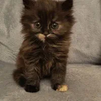 گربه پرشین اصیل یالدار|گربه|کرج, فاز ۱ مهرشهر|دیوار