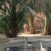 شادگان|حیوانات مزرعه|شادگان, |دیوار