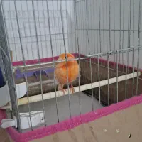 قناری ماده