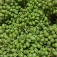 غوره عسگری