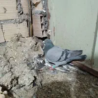 دو تا سبز ماده مسافتی خوش نسل. ب ضمانت جوجه