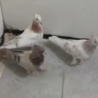 سرور نر با دو تا جوجه