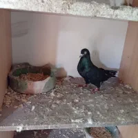 کبوتر زاغ نر