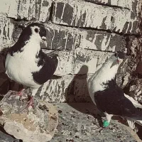 نر ماده خوشگل