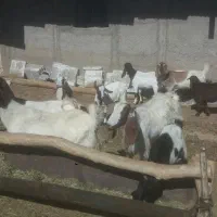 بز پاکستانی