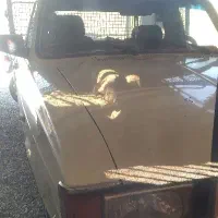 حمل بار وانت پیکان